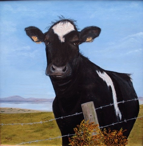 Berta the cow waiting for a piece of bread